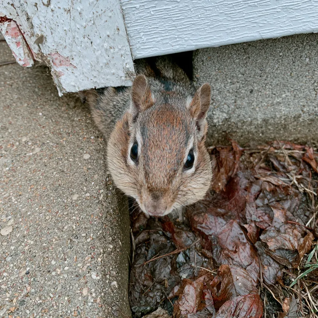 Gray Squirrel identification and control in Fayetteville, NC