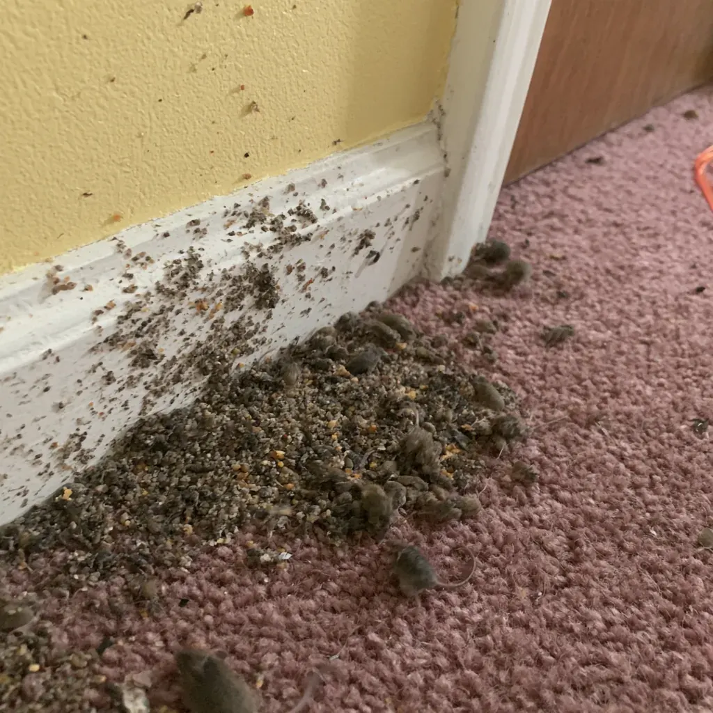 Rodent Control and Exclusion service in Fayetteville, NC
