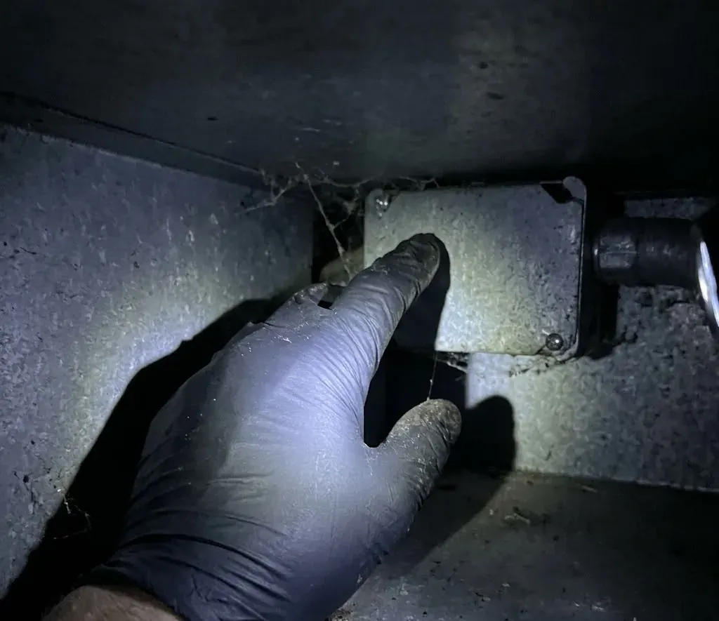 Bats in the Attic: The May to July Rule in NC