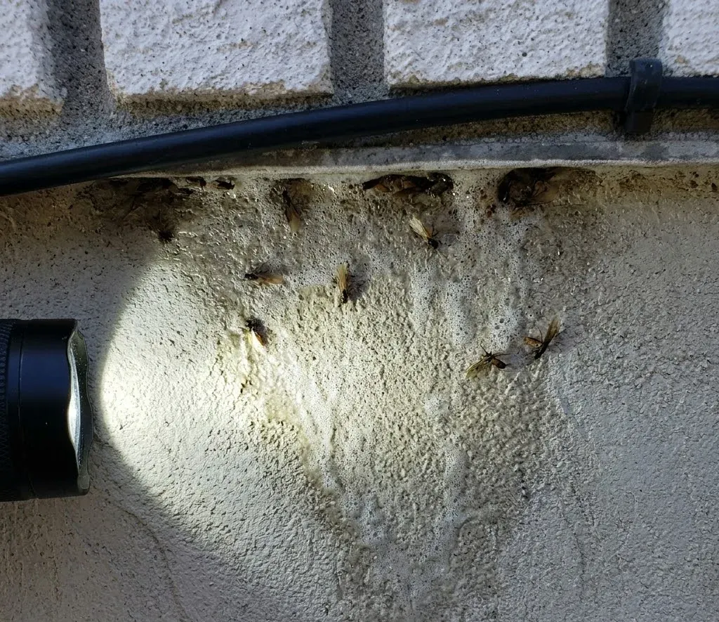 Termite Control in Fayetteville, NC